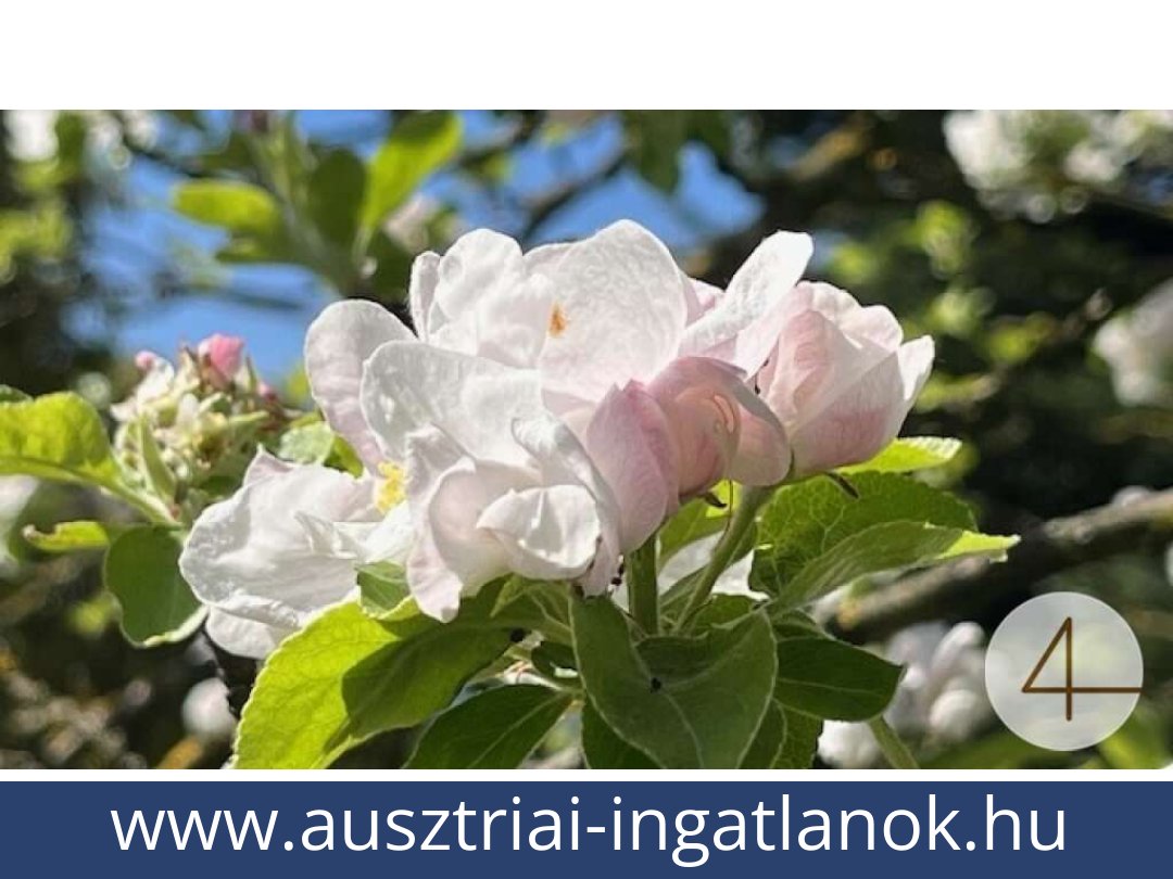 ausztriai-ingatlanok-perwarth-3263-20250804082435-0028201005.jpg