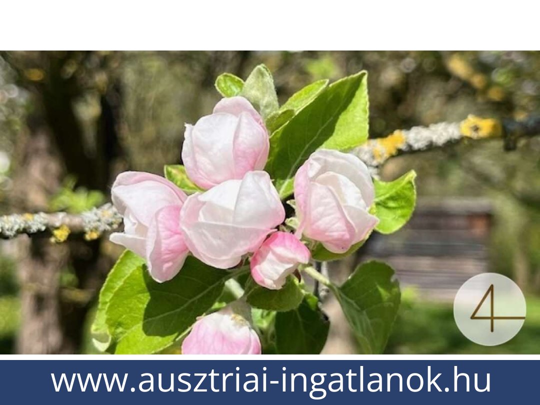 ausztriai-ingatlanok-perwarth-3263-20250804082435-0028201007.jpg